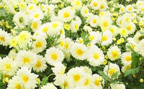 描寫(xiě)花的精美段落（菊花）230句