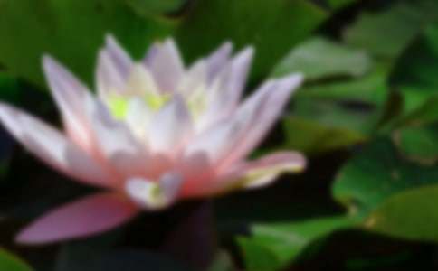 關(guān)于描寫(xiě)荷花的優(yōu)美段落（精選100段）