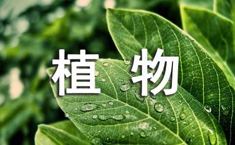 小學(xué)生觀察植物專(zhuān)題日記